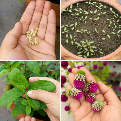 Gomphrena Choice Mixed  seeds