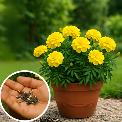 Patula Nana Yellow Marigold Seeds