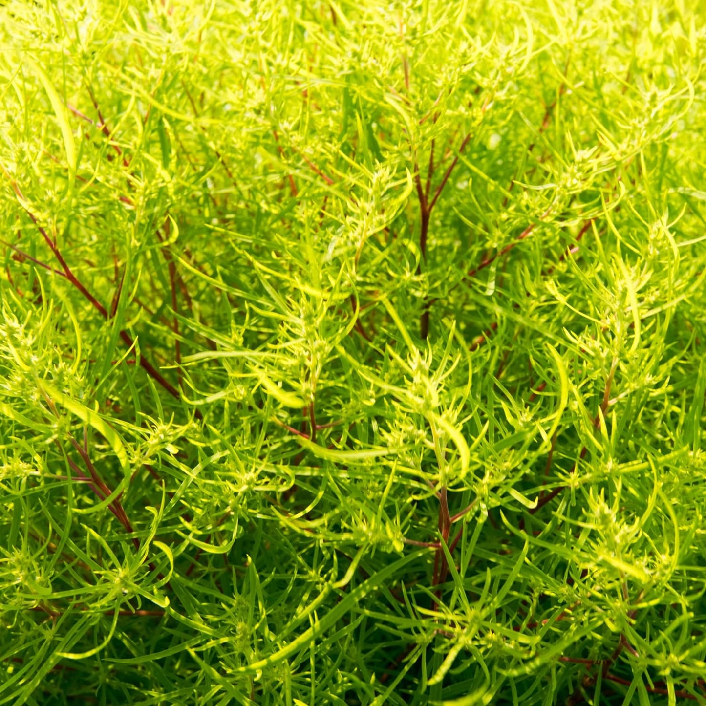 Burning Bush Kochia Seeds