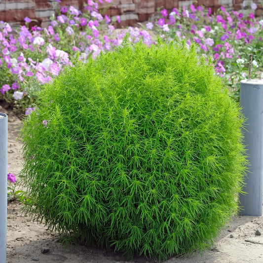 Burning Bush Kochia Seeds