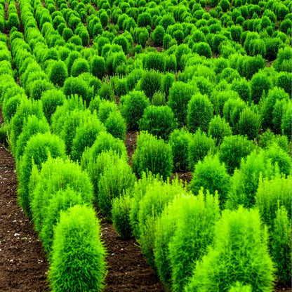 Burning Bush Kochia Seeds