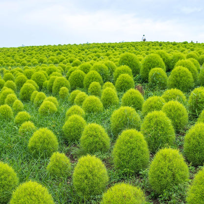 Burning Bush Kochia Seeds
