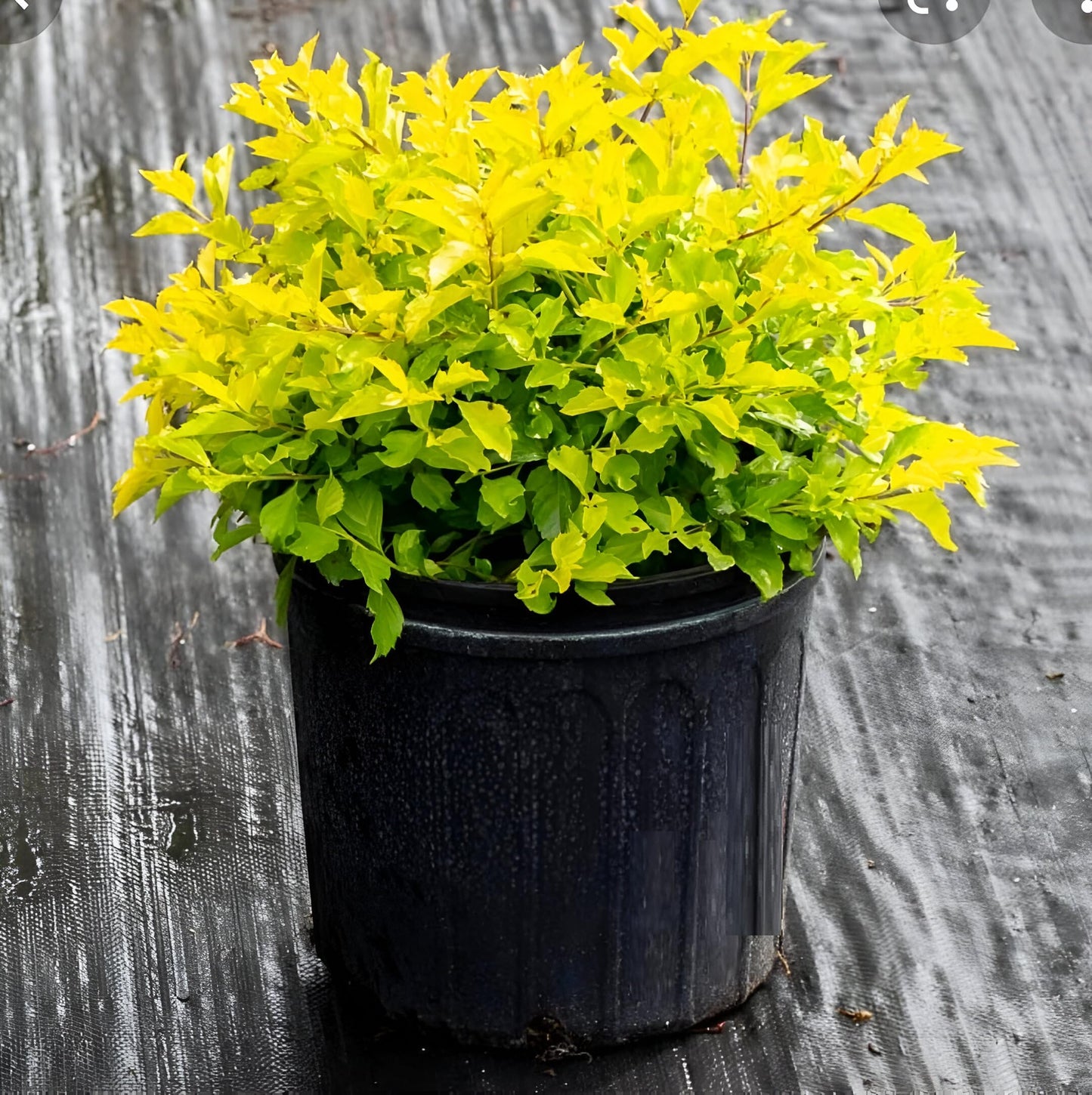 Green Paradise Golden