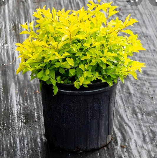 Green Paradise Golden