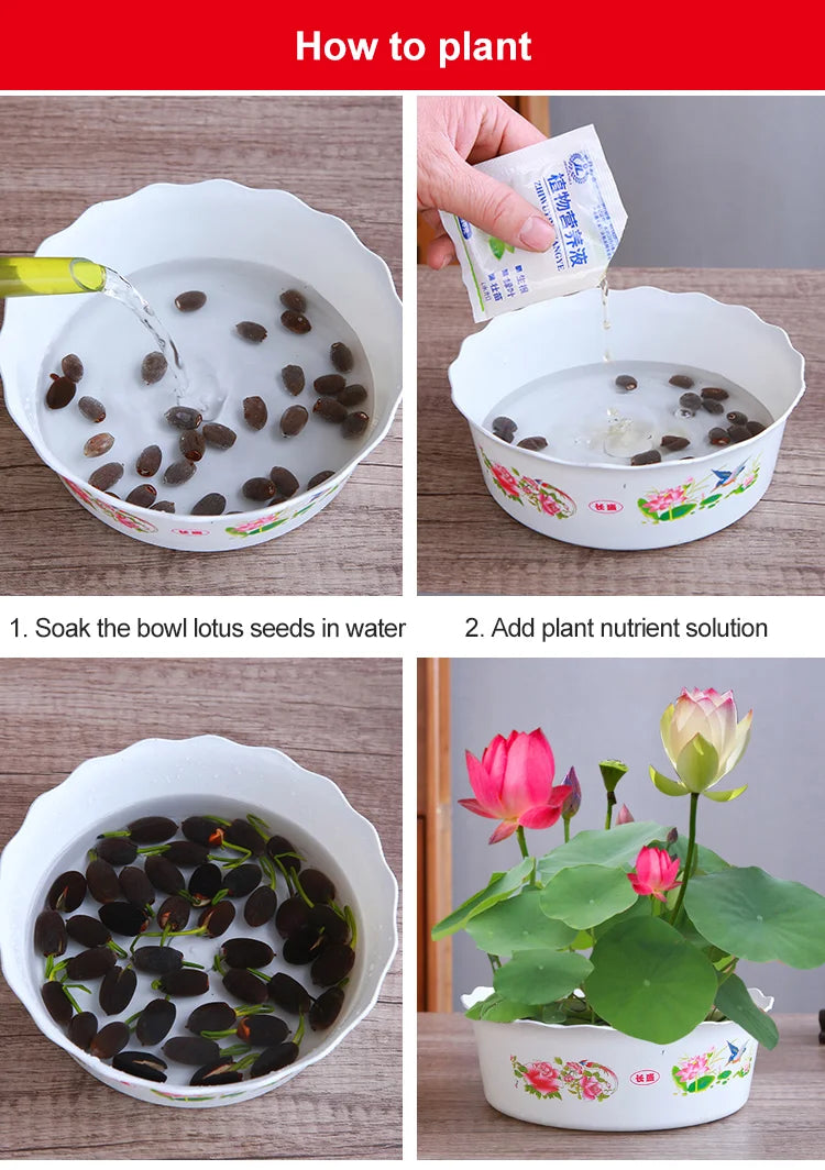 Lotus Seeds For Positivity Buy 1 Get 1 Free [100 SEED]