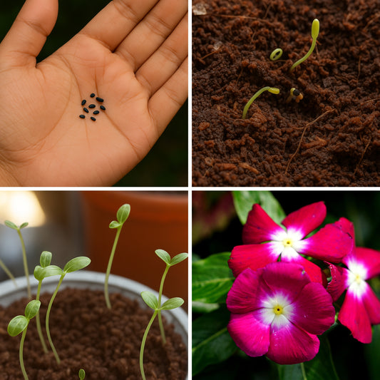 Vinca rosea - Dwarf Mixed