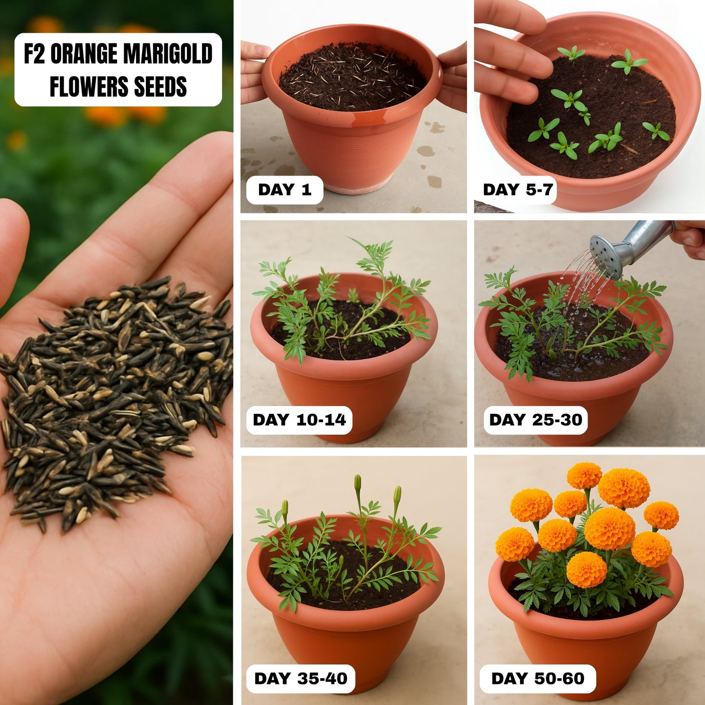 F2 Orange Marigold Flower Seeds