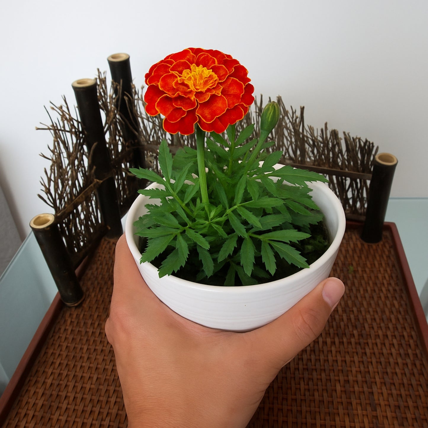 Patula Nana Scarlet Red Marigold Seeds