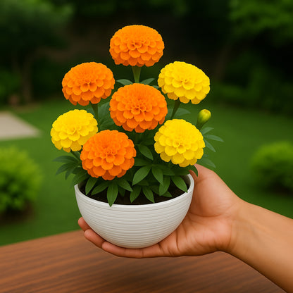 African Marigold Mixed Flower Seeds