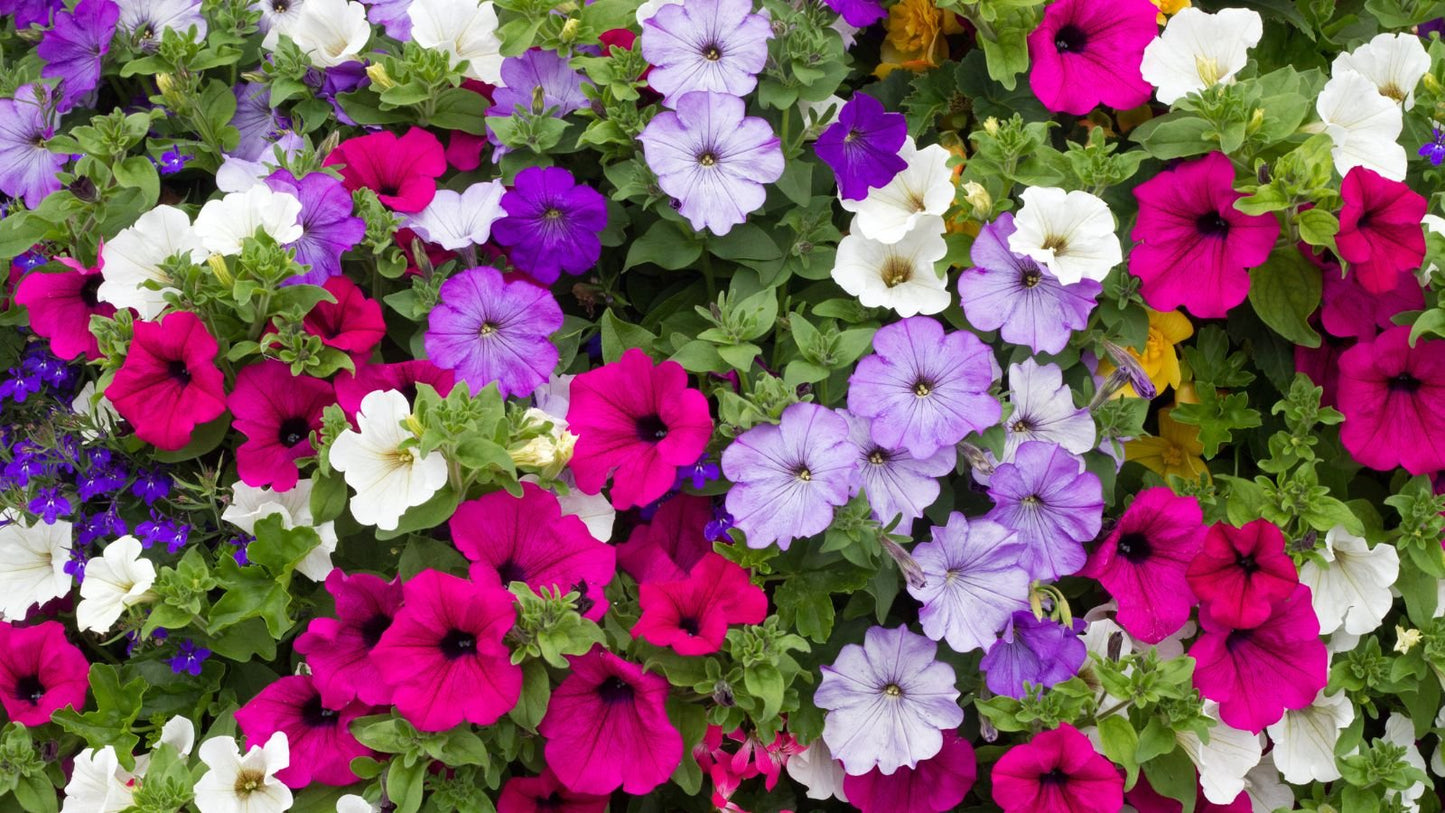 Petunia Daddy Series Flower Seeds