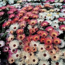 Heavens Mixed (Burf) Flower Seeds
