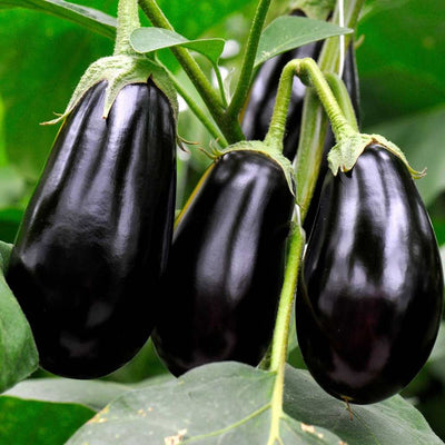 Brinjal Black Beauty Round Seeds