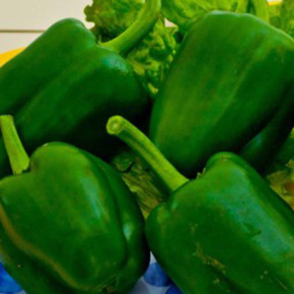 Capsicum Green Wonder Seeds