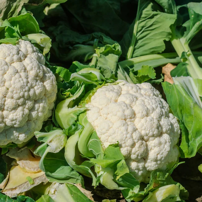 Cauliflower Snow Ball 18 Seeds