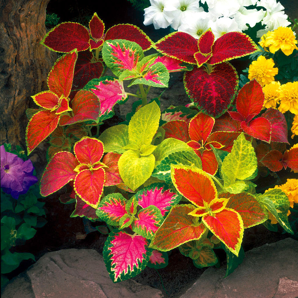 Coleus Wizard Mix Seeds