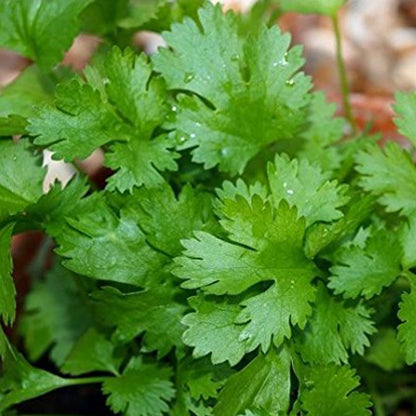 Coriander Multi Cut Green Seeds