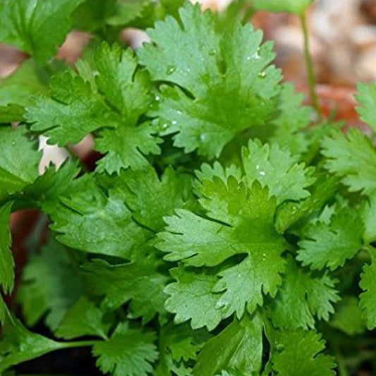 Coriander Multi Cut Green Seeds