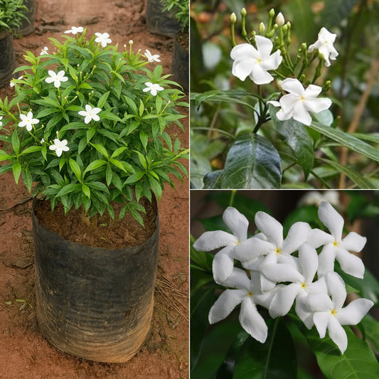 Draft Chandani flower