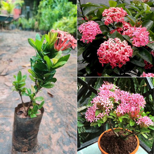 Draft Ixora plant