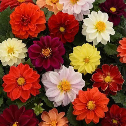 Dahlia Figaro Series Flower Seeds
