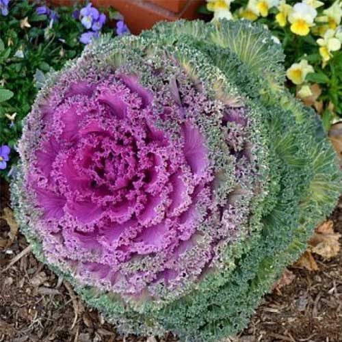 Ornamental Kale Fringed Mixed Seeds