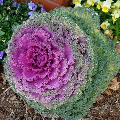 Ornamental Kale Fringed Mixed Seeds