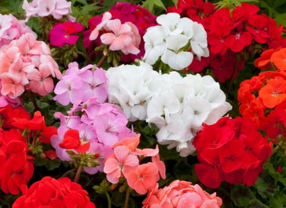 F1 Zonal Mixed Flower Seeds