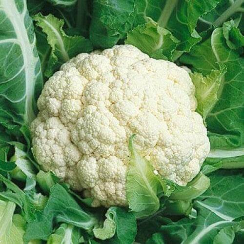 Cauliflower Snow Ball 18 Seeds