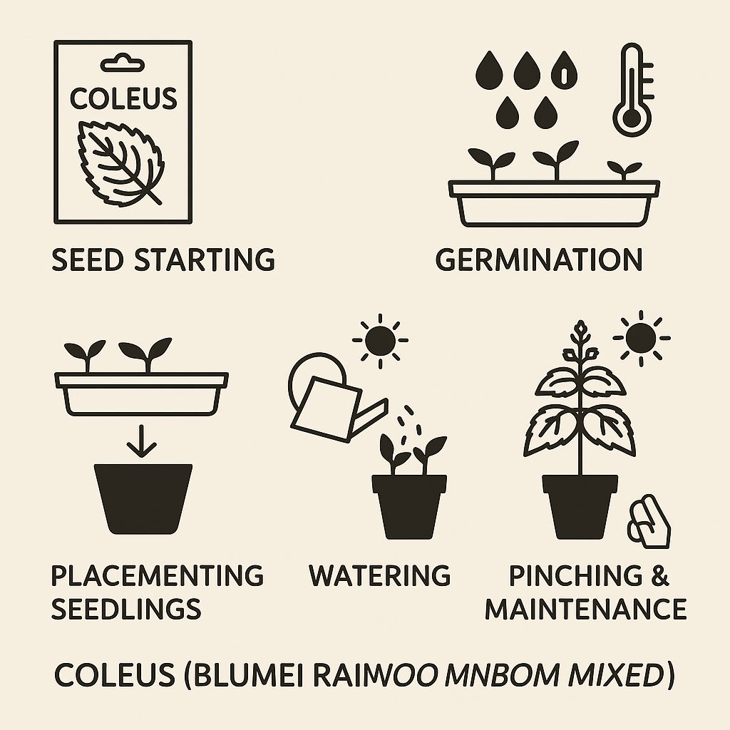 Blumei Rainbow Mixed seeds - Buy 1 Get 1 Free [100 SEEDS]