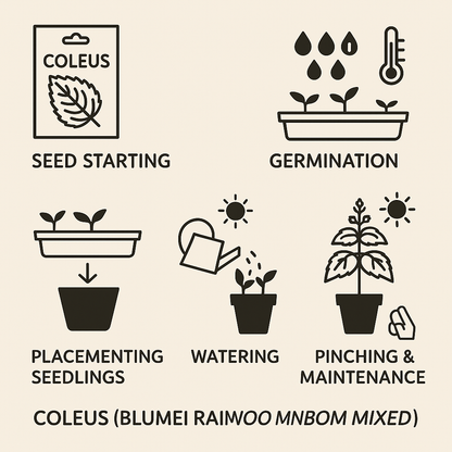 Blumei Rainbow Mixed seeds - Buy 1 Get 1 Free [100 SEEDS]