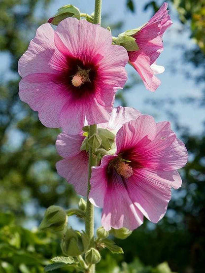 Summer Carnival Hollyhocks Flower Seeds