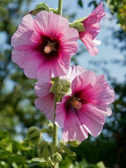 Summer Carnival Hollyhocks Flower Seeds