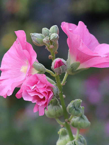 Summer Carnival Hollyhocks Flower Seeds