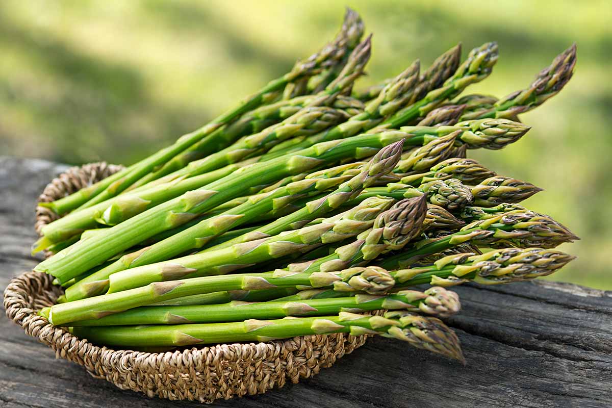 Asparagus Seeds