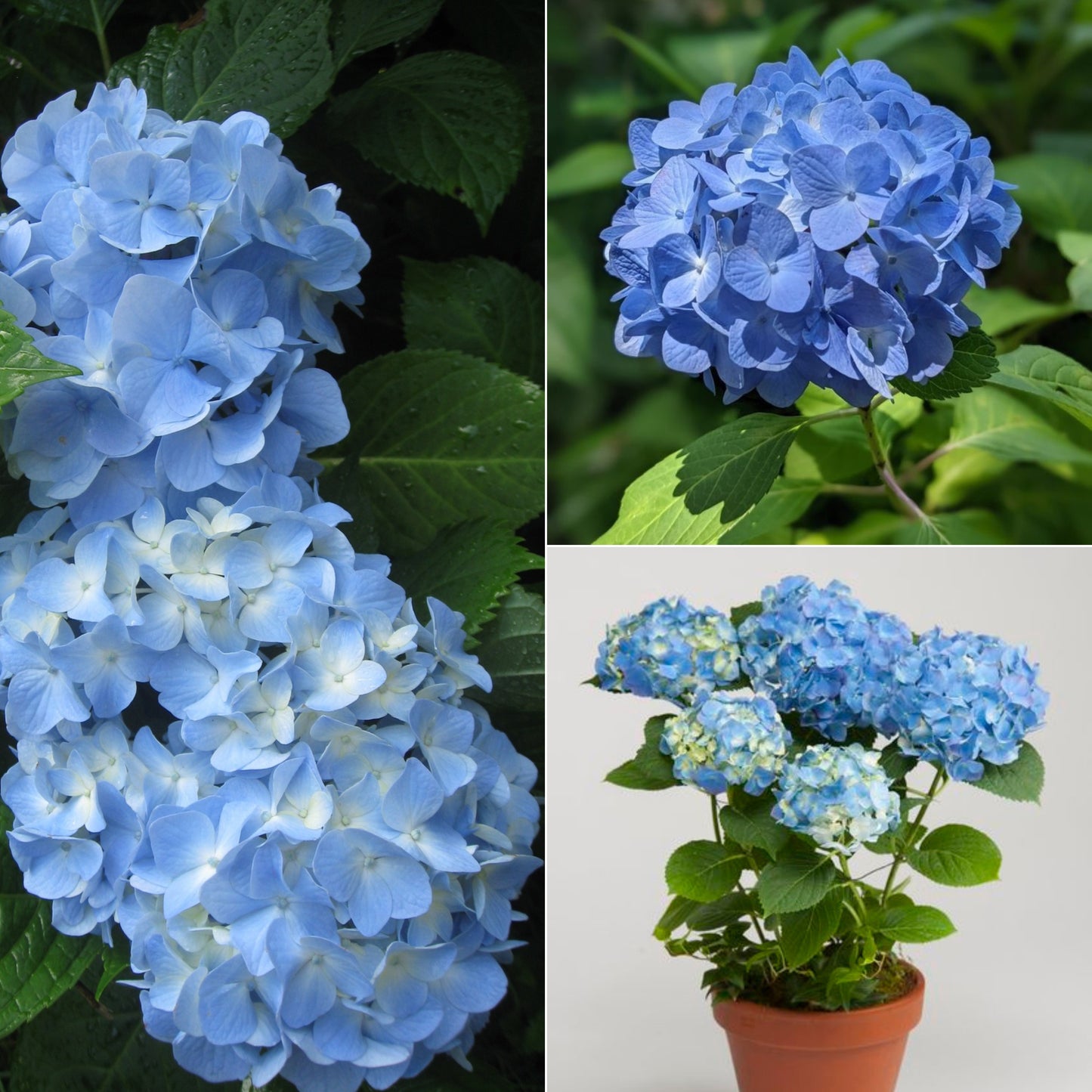Hydrangea plant