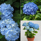 Hydrangea plant