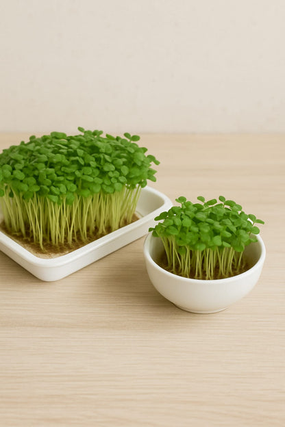 Microgreens Growing Kit – 6 Super Seeds Combo