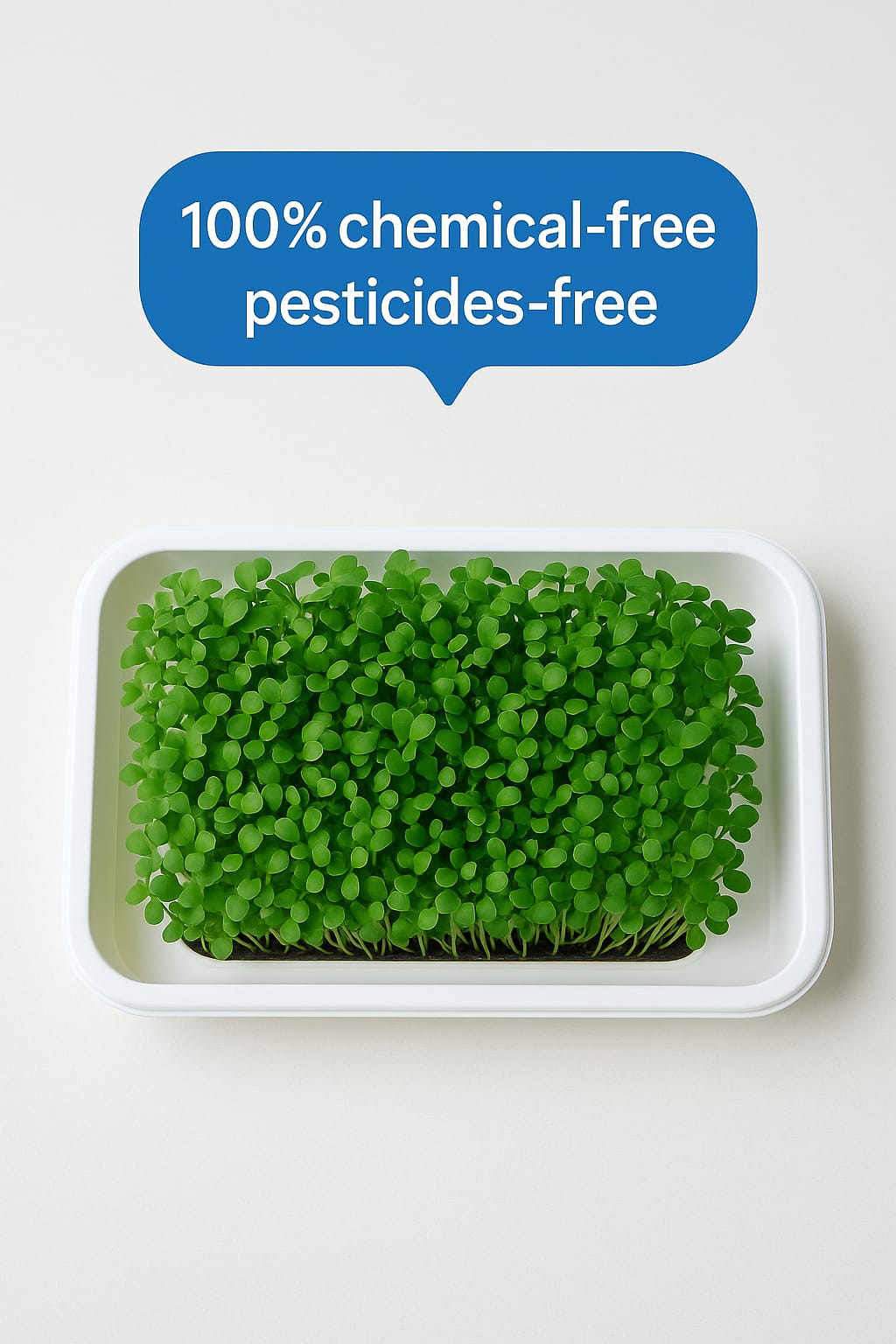 Microgreens Growing Kit – 6 Super Seeds Combo