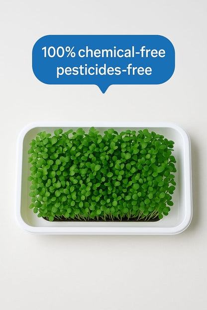 Microgreens Growing Kit – 6 Super Seeds Combo