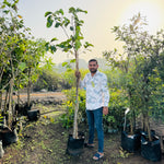 Rootfuel - Live Grafted KG10 Jamun Plant – Grow Jumbo, Sweet Black Plums!