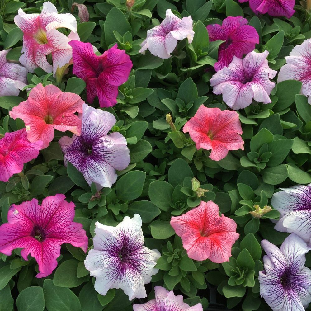 Petunia Daddy Series Flower Seeds