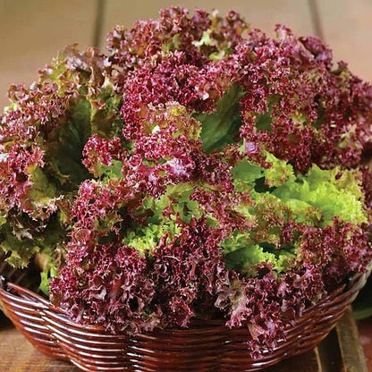 Lettuce Sativa Lollo Rosso Seeds