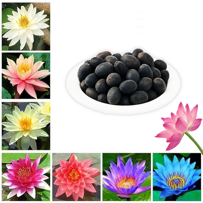 Lotus Seeds For Positivity Buy 1 Get 1 Free [100 SEED]