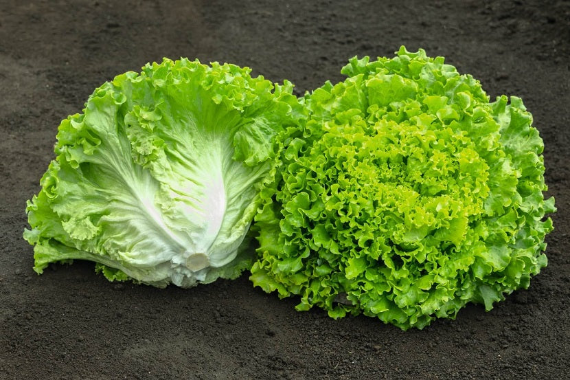 Lettuce Sativa Batavia Seeds