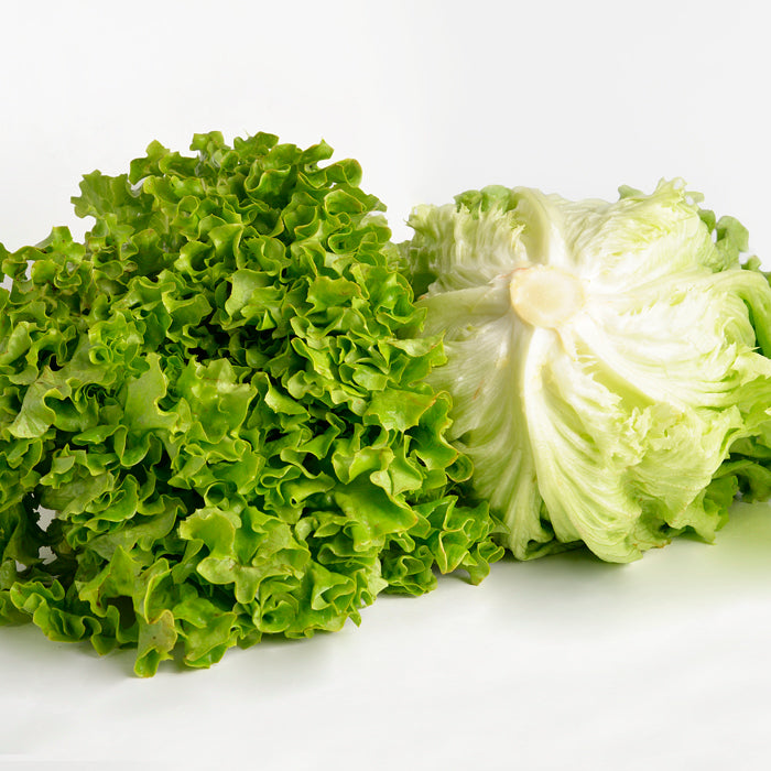 Lettuce Sativa Batavia Seeds