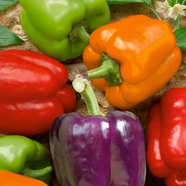 Rainbow Capsicum Seeds Pack – 5 Vibrant Colours!