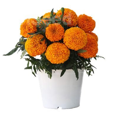 Marigold Tagetes Erecta Taishan F1 African Orange Seeds