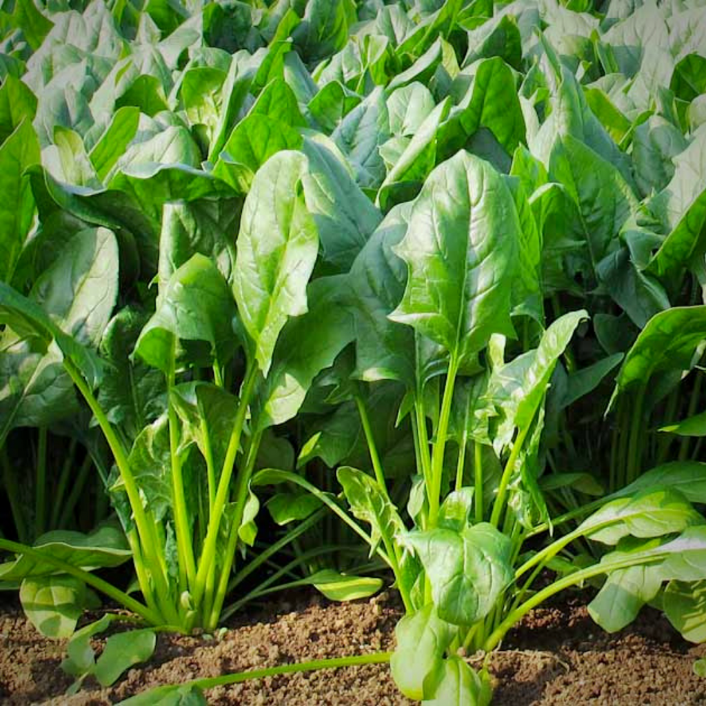 Spinach All Green Seeds