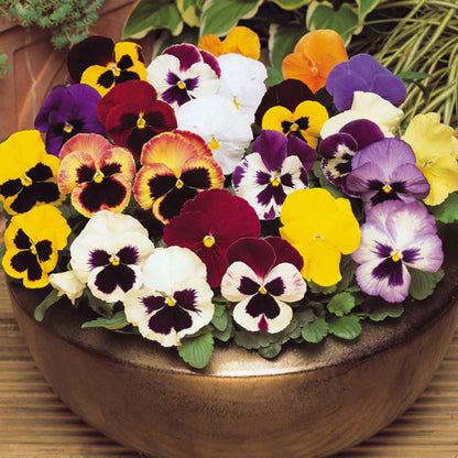 Pansy F1 Large-Flowered Spring Matrix Series Seeds