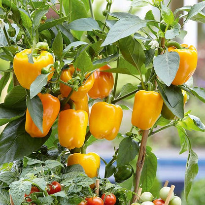 Rainbow Capsicum Seeds Pack – 5 Vibrant Colours!